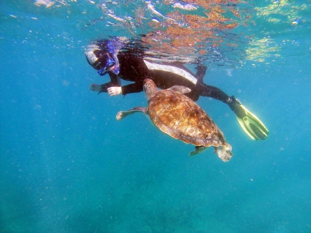 Nadando junto a la tortuga